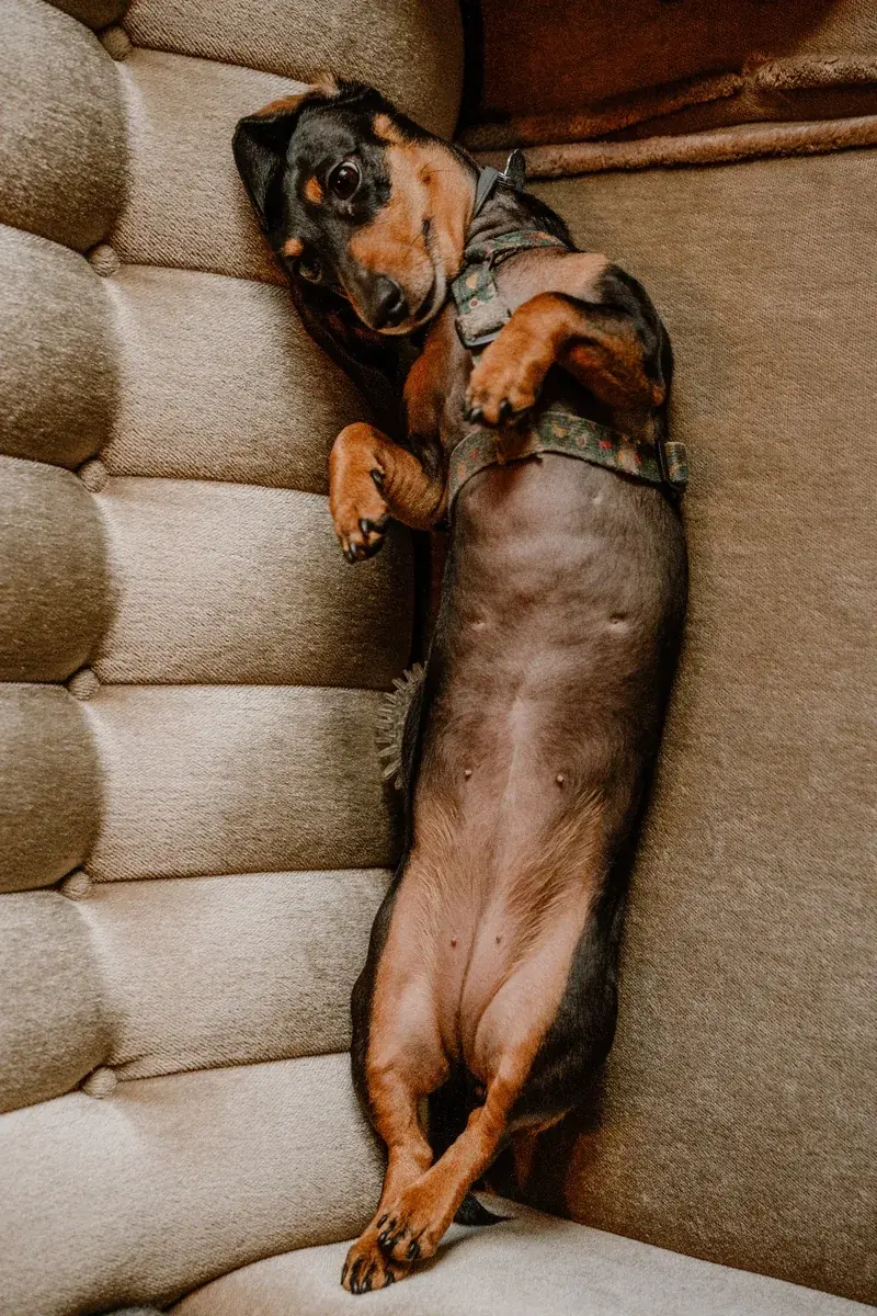A dachshund asleep on its back on a quilted sofa